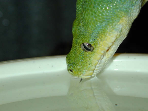 drink
